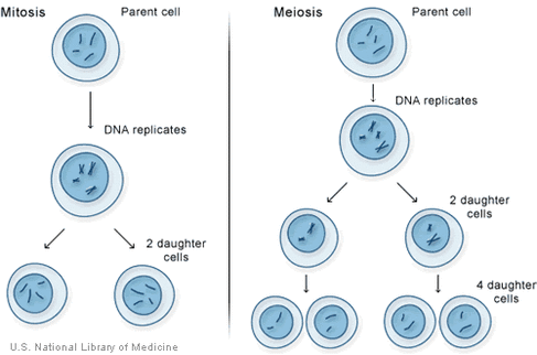 cellular processes